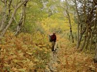 Autumn in Glacier